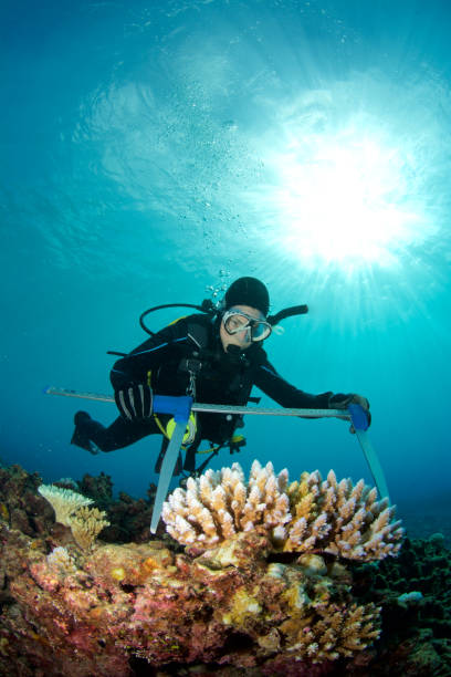 biolog morski - underwater diving scuba diving underwater reef zdjęcia i obrazy z banku zdjęć