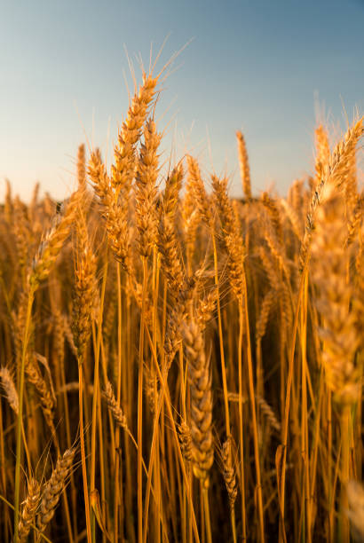istock Ears of wheat growing on a farm field 856893912