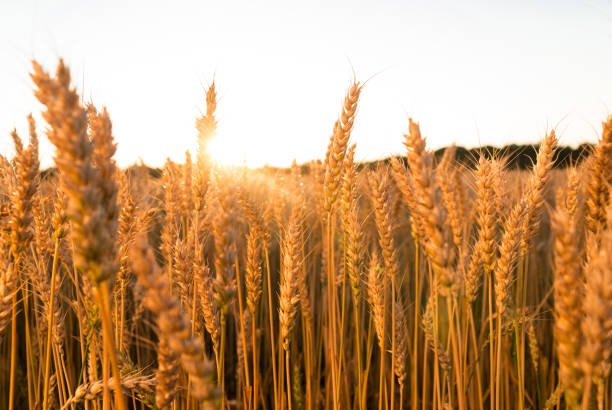 istock Ears of wheat growing on a farm field 856894004