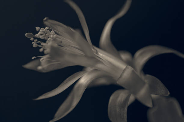istock pink flower on the black  background 856894126