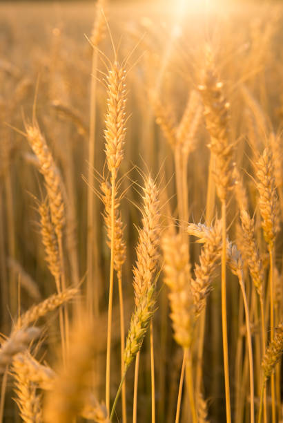istock Ears of wheat growing on a farm field 856895912