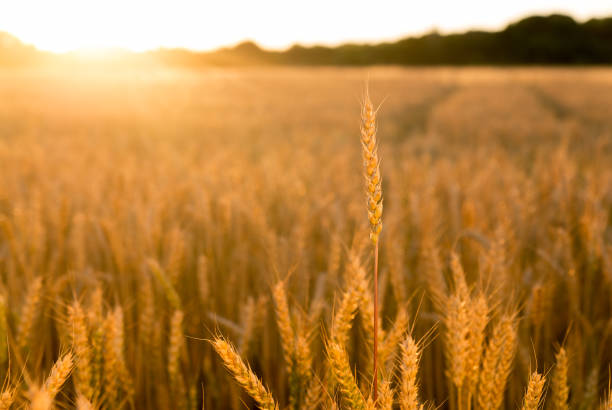 istock Ears of wheat growing on a farm field 856896784