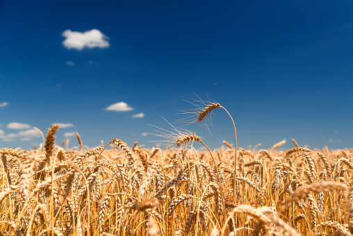 Ears of wheat growing on a farm field
