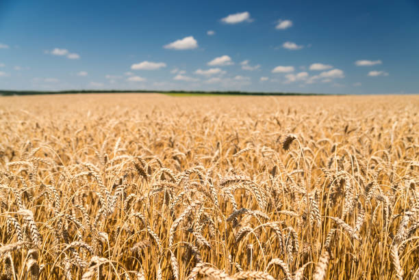 Ears of wheat growing on a farm field