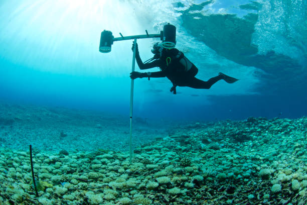 marine biologist - underwater diving scuba diving underwater reef imagens e fotografias de stock