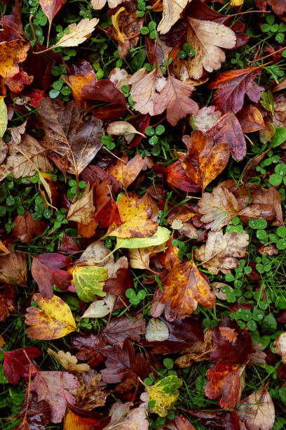 Red and yellow hawthorn leaves background Background of red and yellow hawthorn leaves, wet with rain, on green grass and clover april showers may flowers stock pictures, royalty-free photos & images