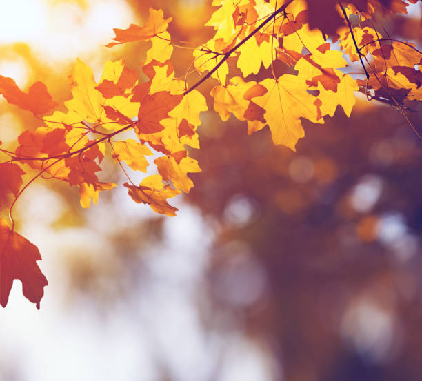 istock Autumn leaves in sun light 856904666