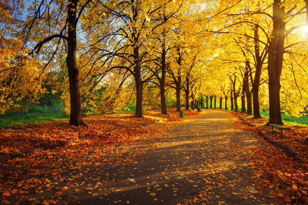istock autumn scene in park with yellow trees 856904680