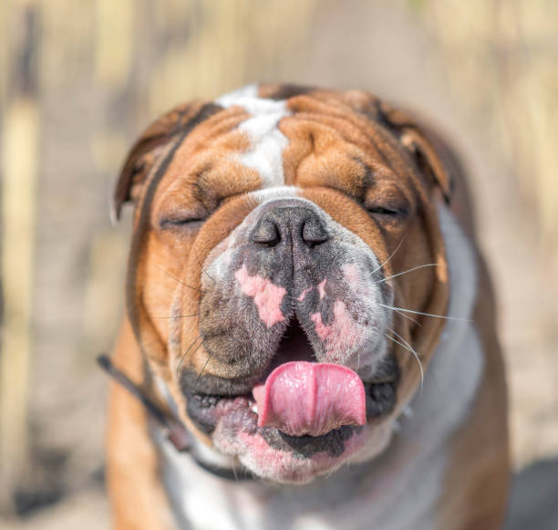 istock Portrait of young bulldog 856905004
