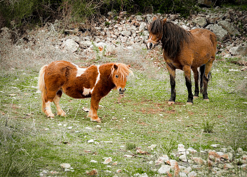 Miniature horses are the size of a very small pony. They have various colors and coat patterns.