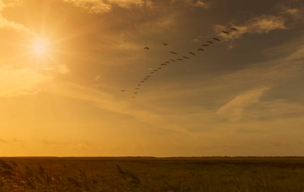 istock flock of birds in an evening sky 856905366