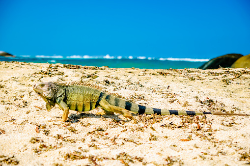 Iguana en la playa en Parque Nacional Tayrona - Colombia photo