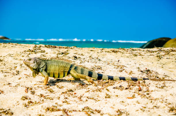 iguana na plaży w parku narodowym tayrona - kolumbia - tongue mountain zdjęcia i obrazy z banku zdjęć