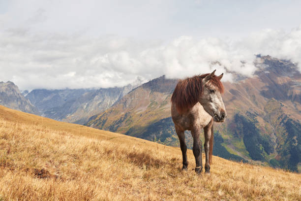 una baia e un cavallo di colore bianco con una lunga vinaia bionda - livestock horse bay animal foto e immagini stock