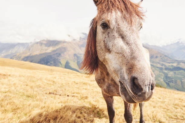 una baia e un cavallo di colore bianco con una lunga vinaia bionda - livestock horse bay animal foto e immagini stock