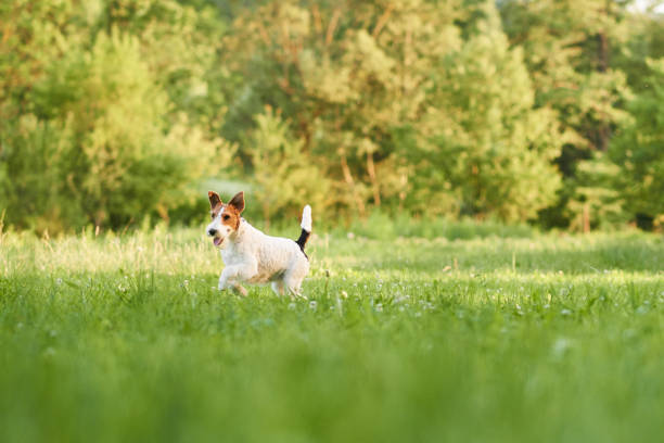 istock Adorable happy fox terrier dog at the park 856908308
