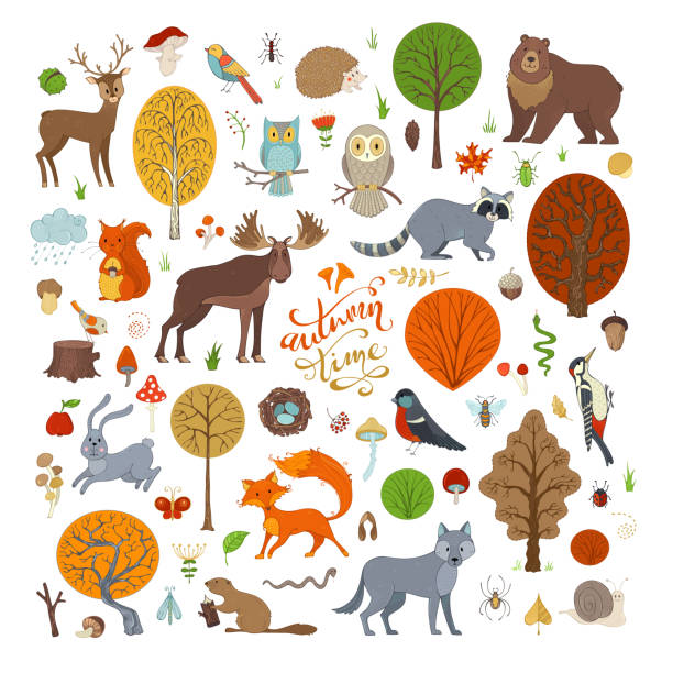 Set vettoriale di alberi e animali della foresta autunnale. - illustrazione arte vettoriale