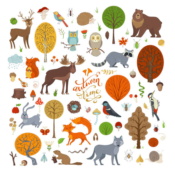 векторный набор осенних лесных деревьев и животных. - жук олень stock illustrations