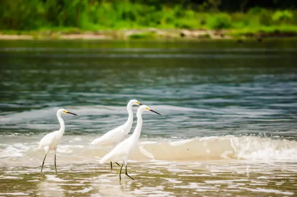 Photo of Group of snowy Egret in national park Tayrona - Colombia