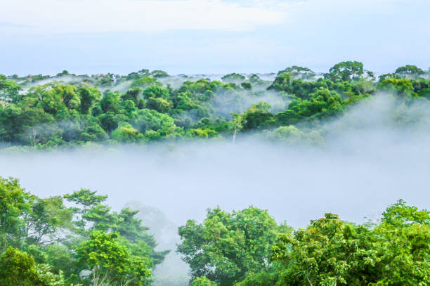 istock Morning fog over rain forest Trees in Brazil 856909366
