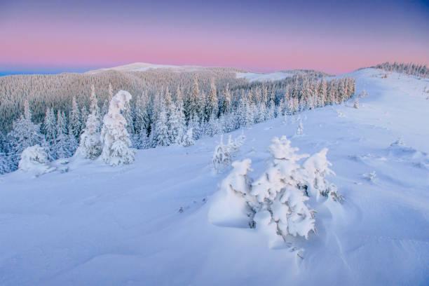 mystérieuse hiver paysage montagnes majestueuses en hiver. hiver magique arbre couvert de neige. route d’hiver dans les montagnes. en prévision de la fête. scène hivernale. carpates. ukraine - tranquil scene tree sunset snow photos et images de collection