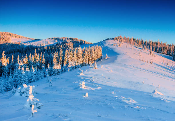 mystérieuse hiver paysage montagnes majestueuses en hiver. hiver magique arbre couvert de neige. route d’hiver dans les montagnes. en prévision de la fête. scène hivernale. carpates. ukraine - tranquil scene tree sunset snow photos et images de collection