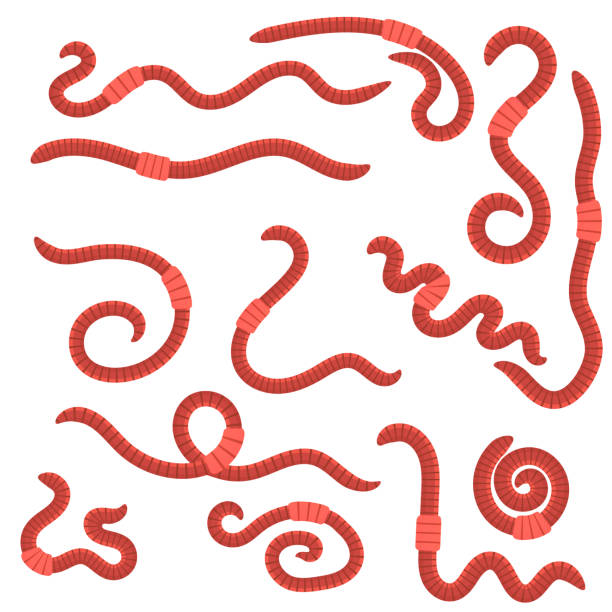 istock Animal Earth Red Worms for Fishing 856912564