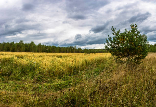 Beautiful autumn landscape with a yellow field on a cloudy day.