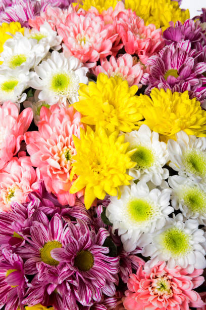 istock Bouquet of chrysanthemums 856916222