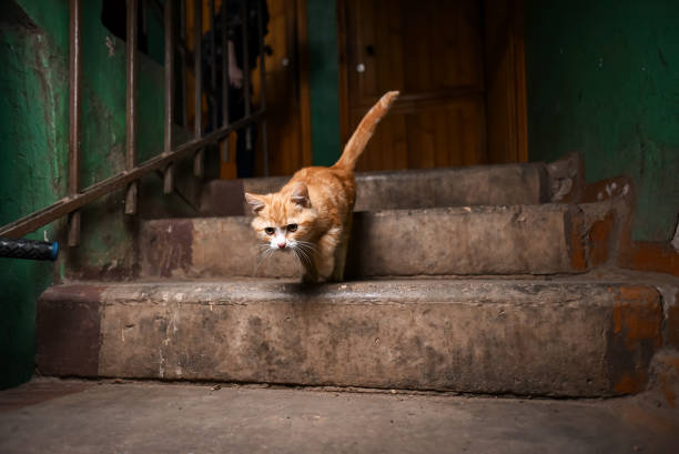 istock A stray cat in the stairwell 856916354