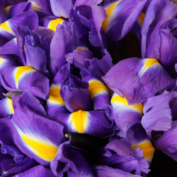 istock Bouquet of Irises 856916356