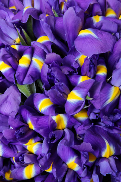 istock Bouquet of Irises 856916504