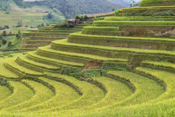 Rice fields on terraced in sunset at Tule, Yen bai, Vietnam. Rice fields prepare the harvest at Northwest Vietnam