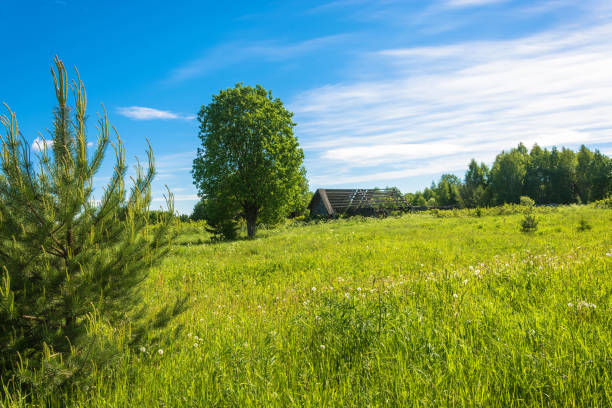 Landscape with a dead village Burdovo on a summer day, Kostroma oblast, Russia.