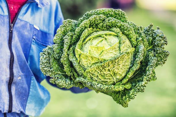 istock Senior farmer holding in hands fresh kale cabbage 856920340