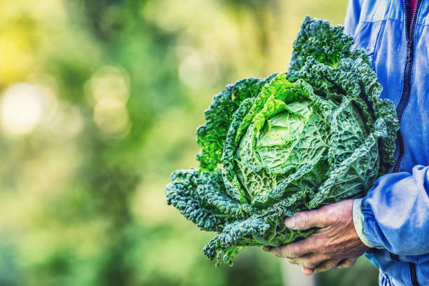 istock Senior farmer holding in hands fresh kale cabbage 856920346