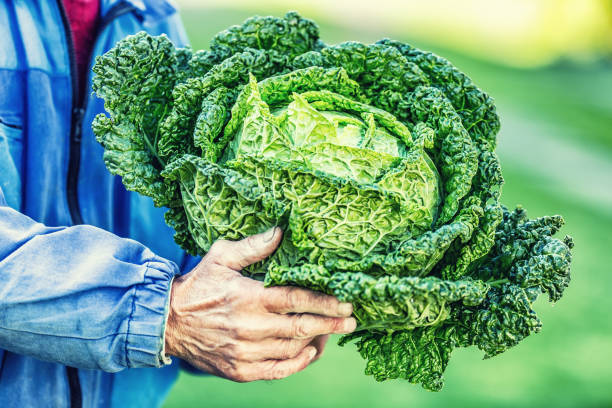 istock Senior farmer holding in hands fresh kale cabbage 856920354