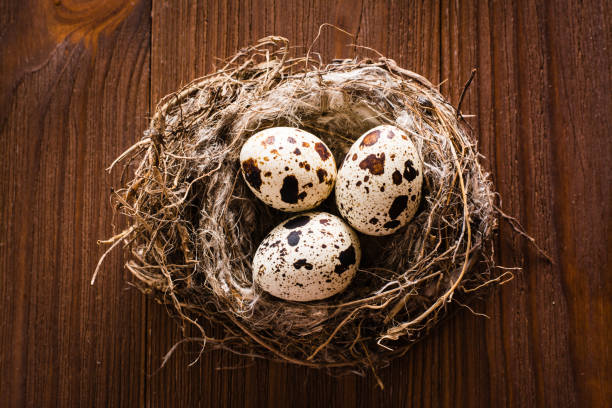 istock Quail eggs in nest on a wooden table 856923646