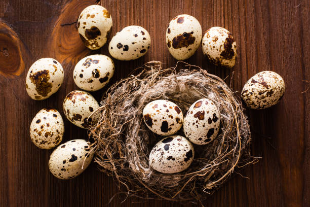Quail eggs in nest and on a wooden table