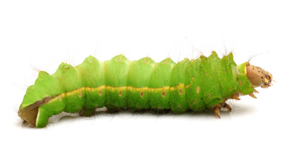 istock Females (tussah), caterpillars on a white background 856927804