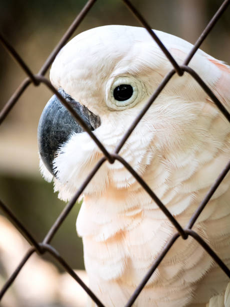 malheureux oiseau emprisonné dans une cage - bird netting cage birdcage photos et images de collection