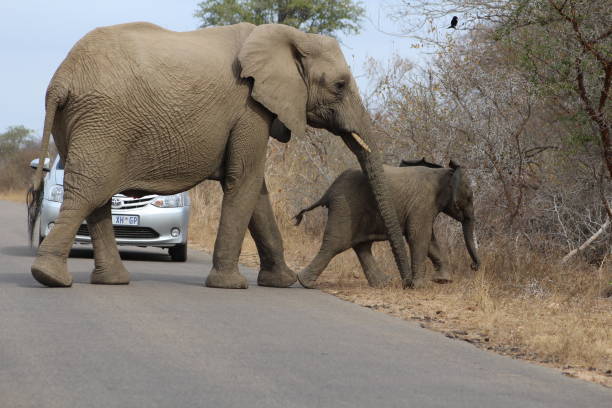 istock Elephants Mom and Baby 856931798