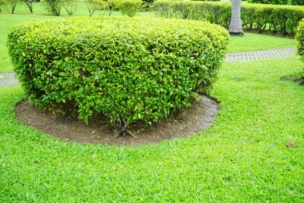 istock Green grass in the garden 856931822