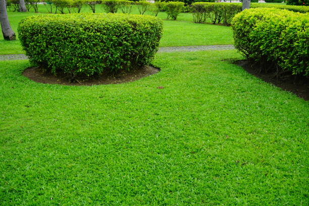 istock Green grass in the garden 856931864