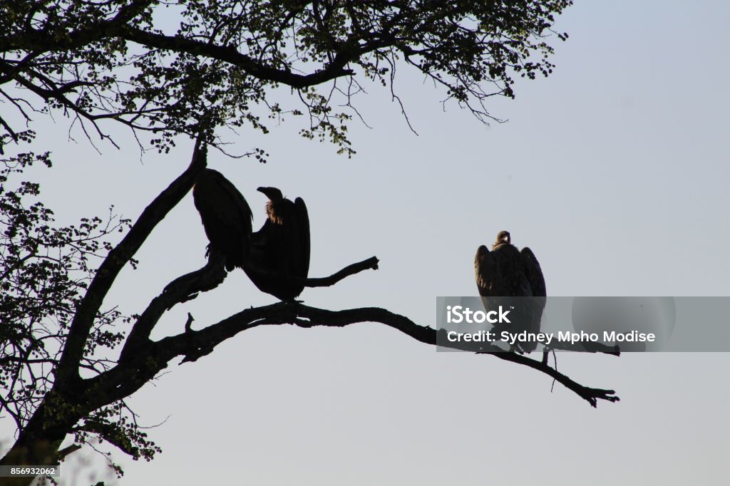 White-backed Vultures white-backed vultures in a tree in Kruger National Park Horizontal Stock Photo