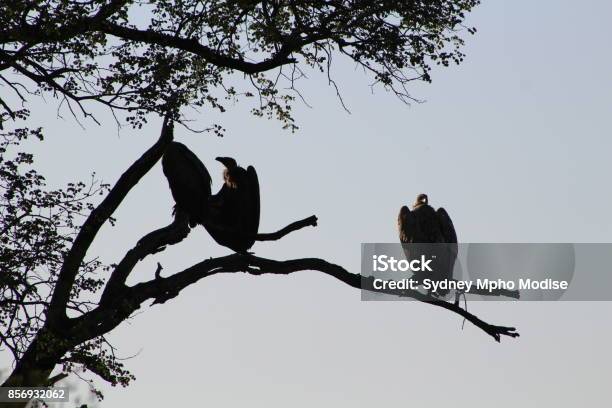 Whitebacked Vultures Stock Photo - Download Image Now - Horizontal, No People, Photography