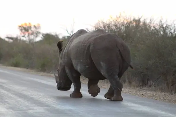 Big male White-Rhino on road in Kruger National Park