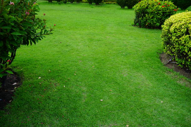 istock Beautiful garden with trees, lawn with green grass 856935076