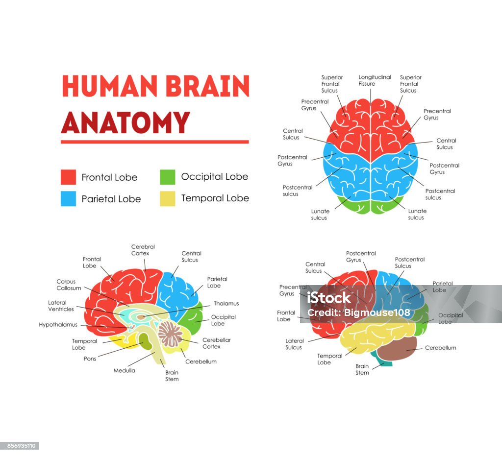 Human Brain Anatomy Card Poster. Vector Human Brain Anatomy Infographic Card Poster System Concept of Diagnostics and Health Care Flat Design Style. Vector illustration of Head Part Of stock vector