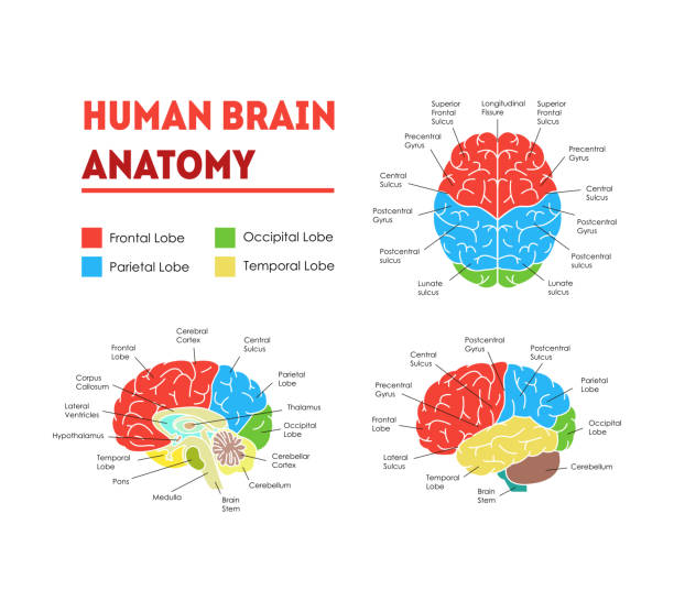 Human Brain Anatomy Card Poster. Vector Human Brain Anatomy Infographic Card Poster System Concept of Diagnostics and Health Care Flat Design Style. Vector illustration of Head piece of mind stock illustrations